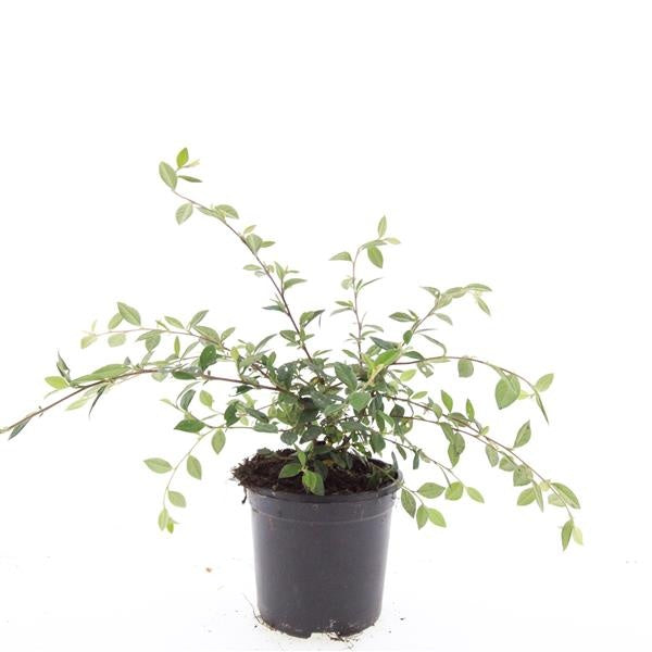 Cotoneaster lacteus 10cm 14cm Pot