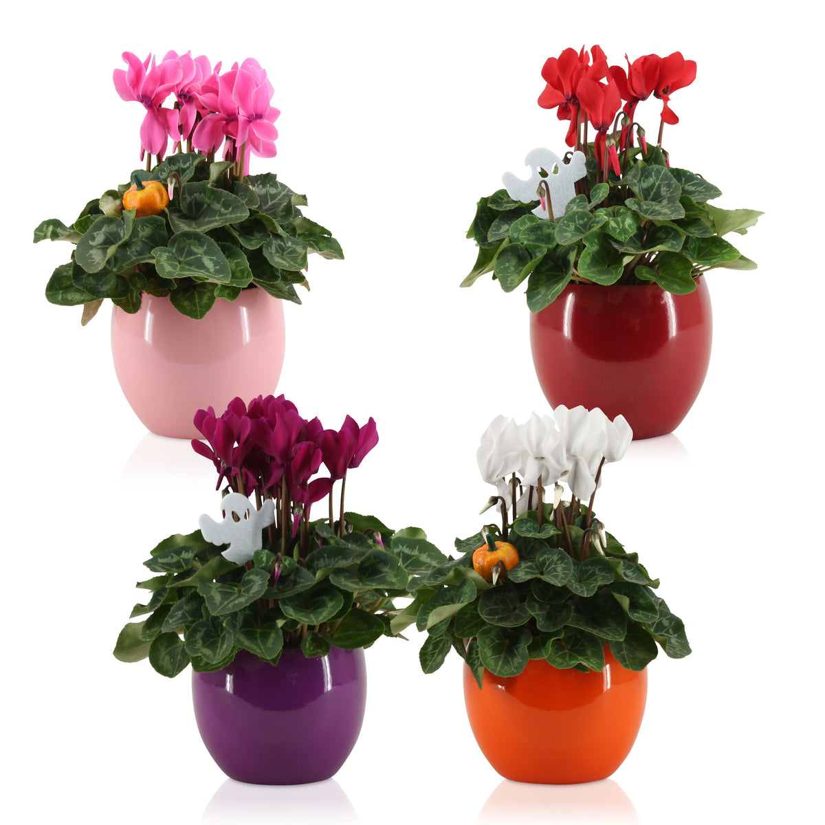 Cyclamen Allure mix (+ drp.ceramic) 30cm 12cm Pot