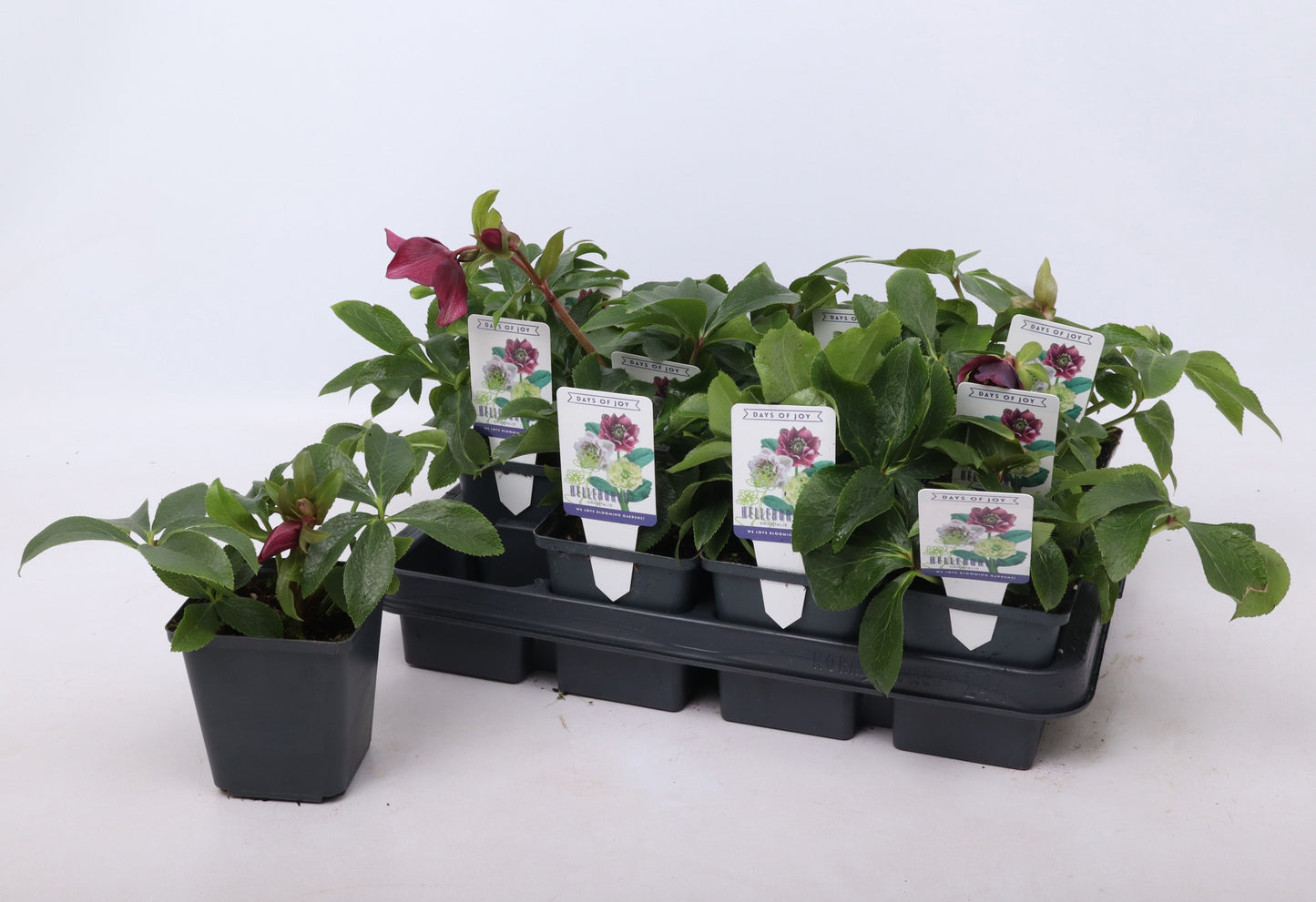 Helleborus orientalis 20cm 9cm Pot