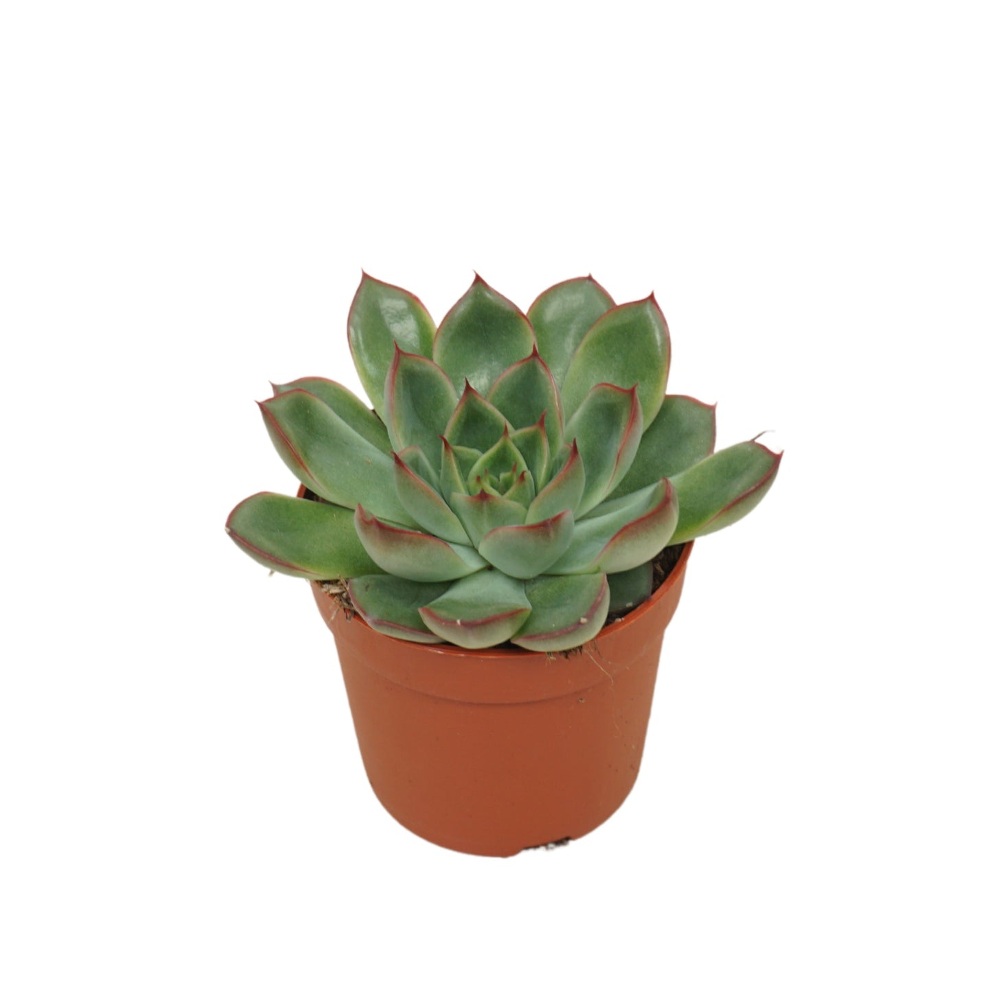 Echeveria Hybrid 10cm 7cm Pot
