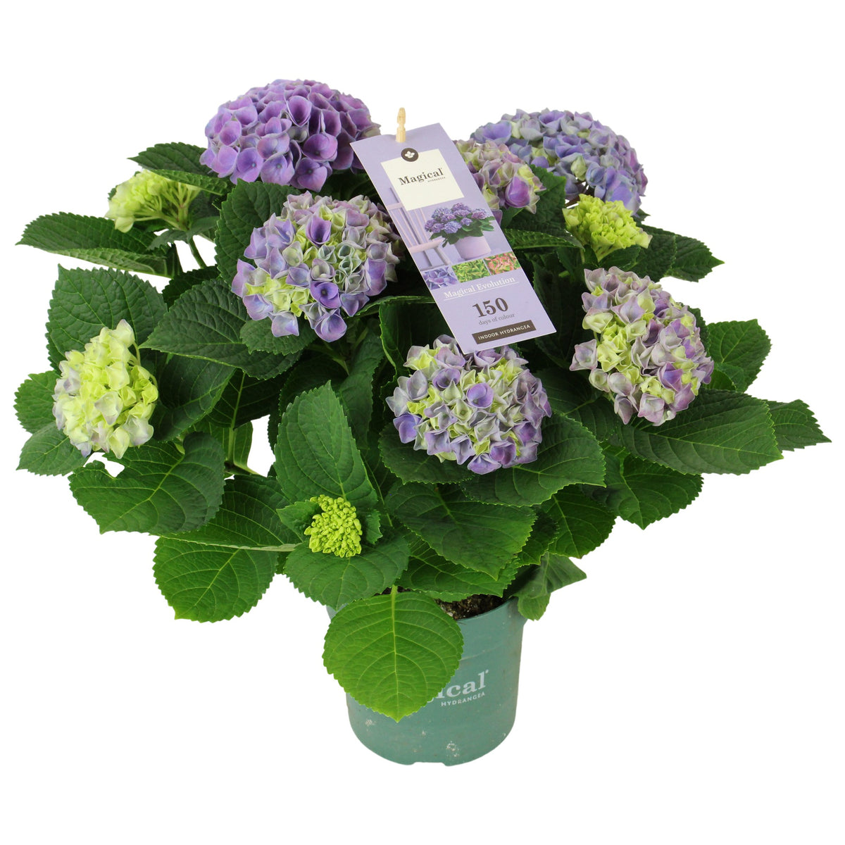 Hydrangea macr. Magical Evolution 40cm 14cm Pot