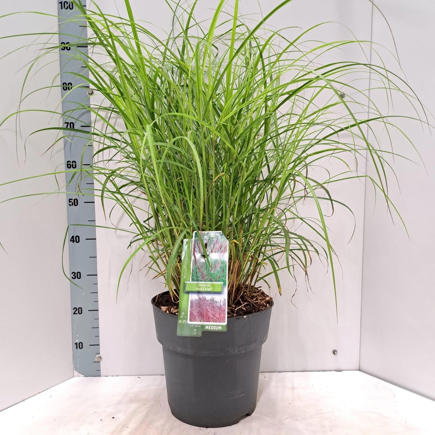 Miscanthus sinensis Red Chief 95cm 29cm Pot