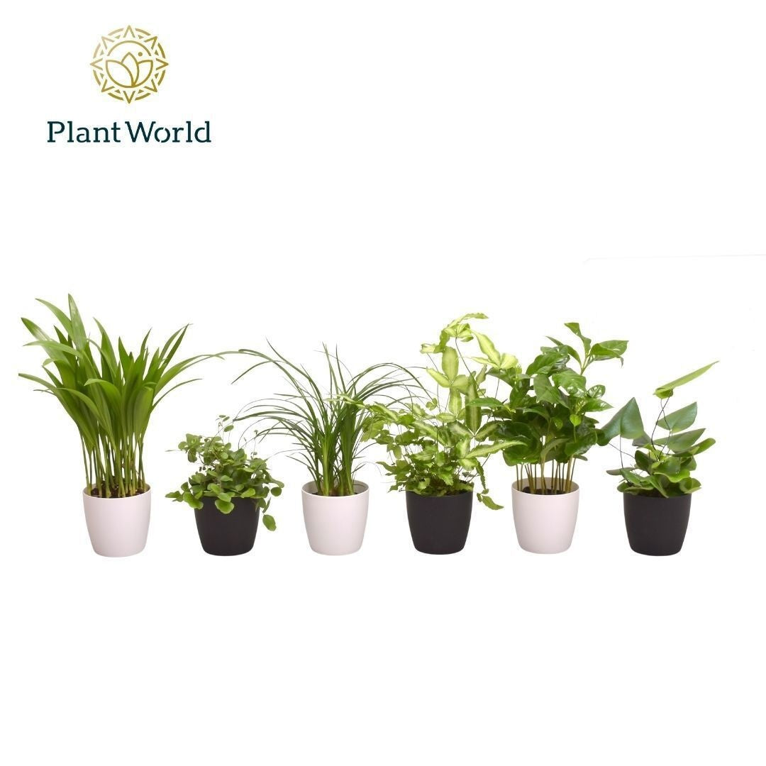 Foliage houseplants mix 35cm 7cm Pot
