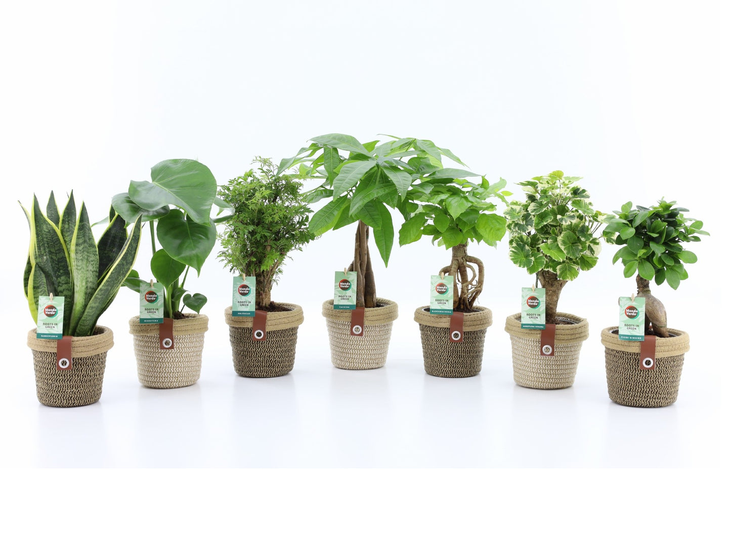 Foliage houseplants mix 35cm 14cm Pot