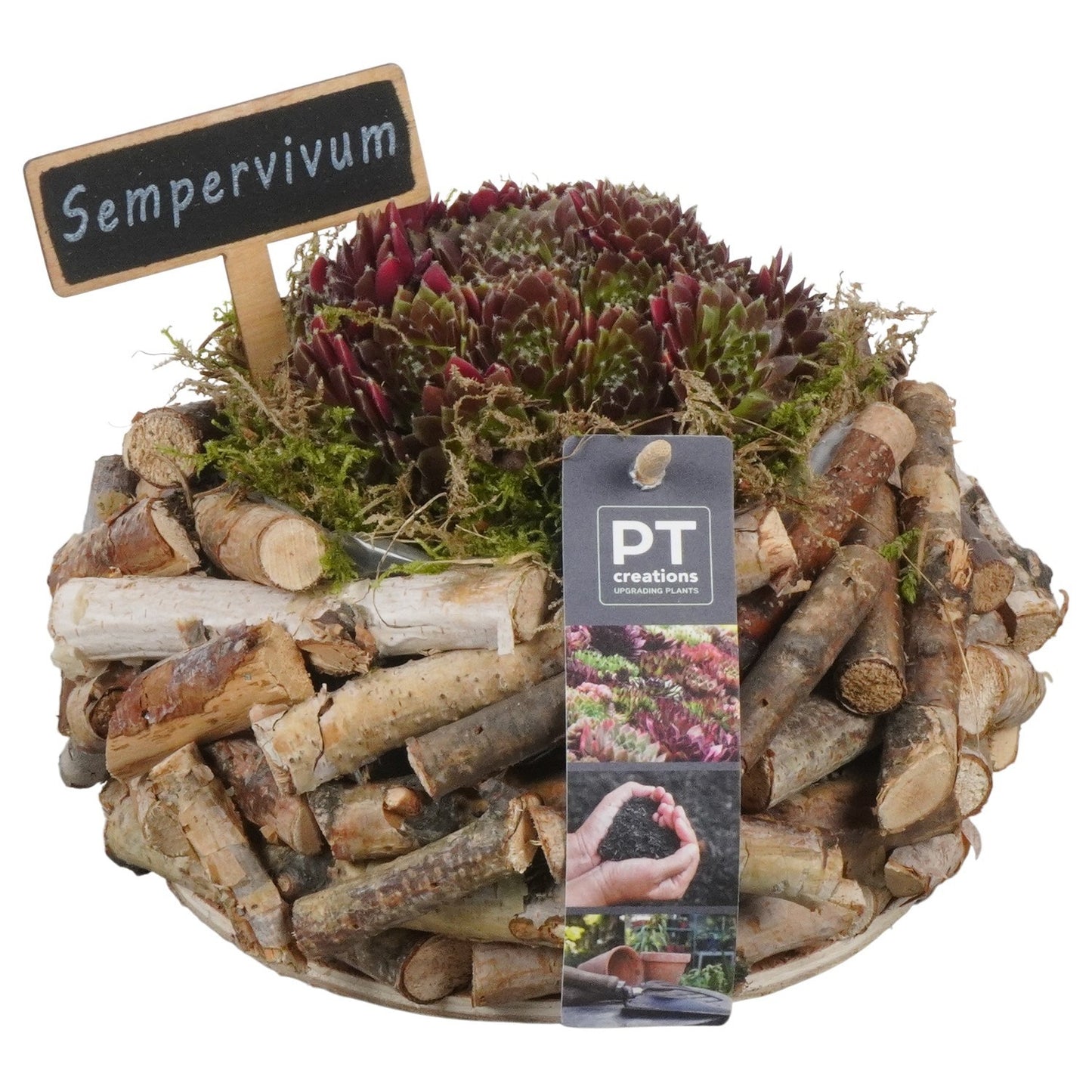 arr. Sempervivum 15cm 20cm Pot