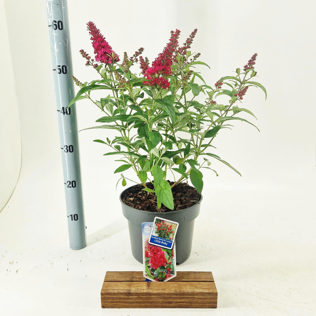 Buddleja Butterfly Candy Little Ruby 55cm 23cm Pot