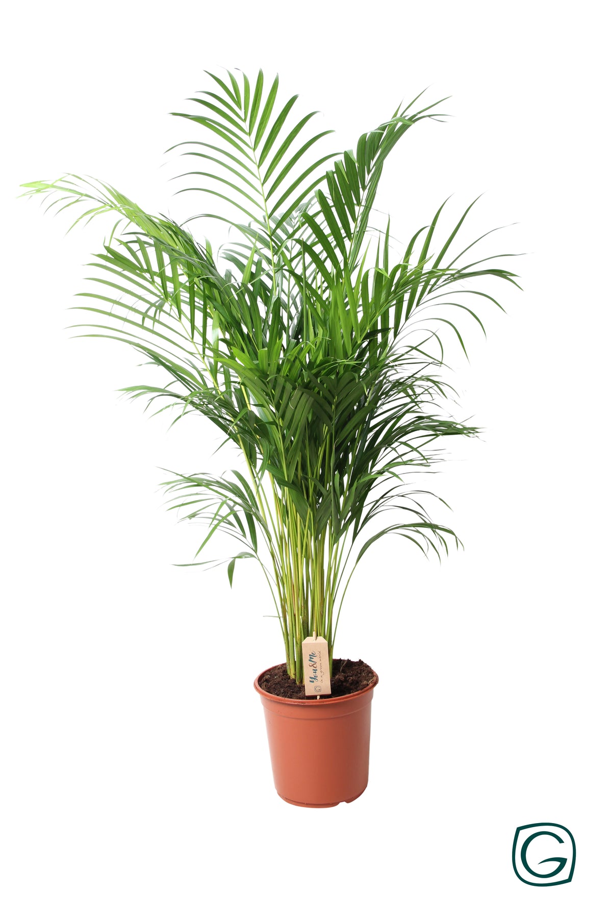 Dypsis lutescens 110cm 24cm Pot