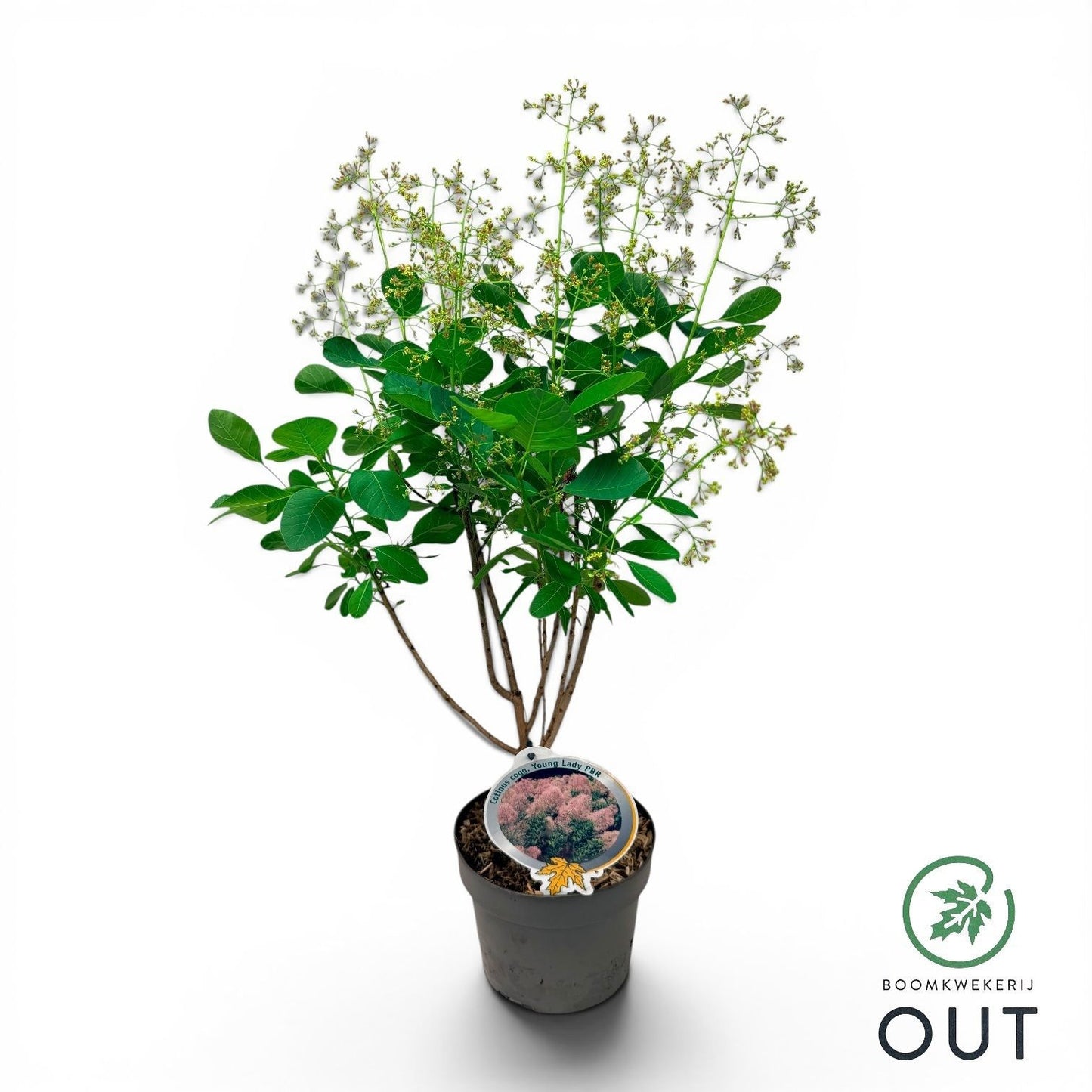 Cotinus cog. Young Lady 50cm 19cm Pot