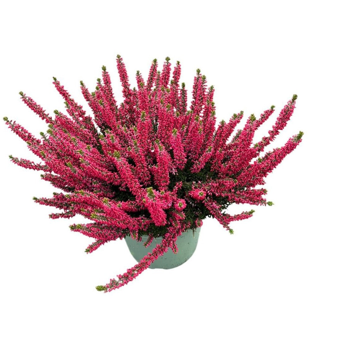 Calluna Beauty Ladies mix 28cm 17cm Pot