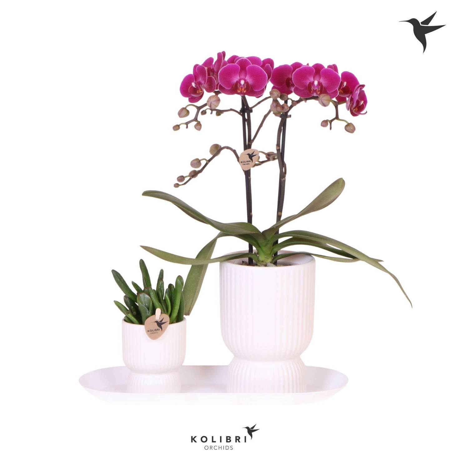 arr. Gift set small Floral Blush Pink 40cm 18cm Pot