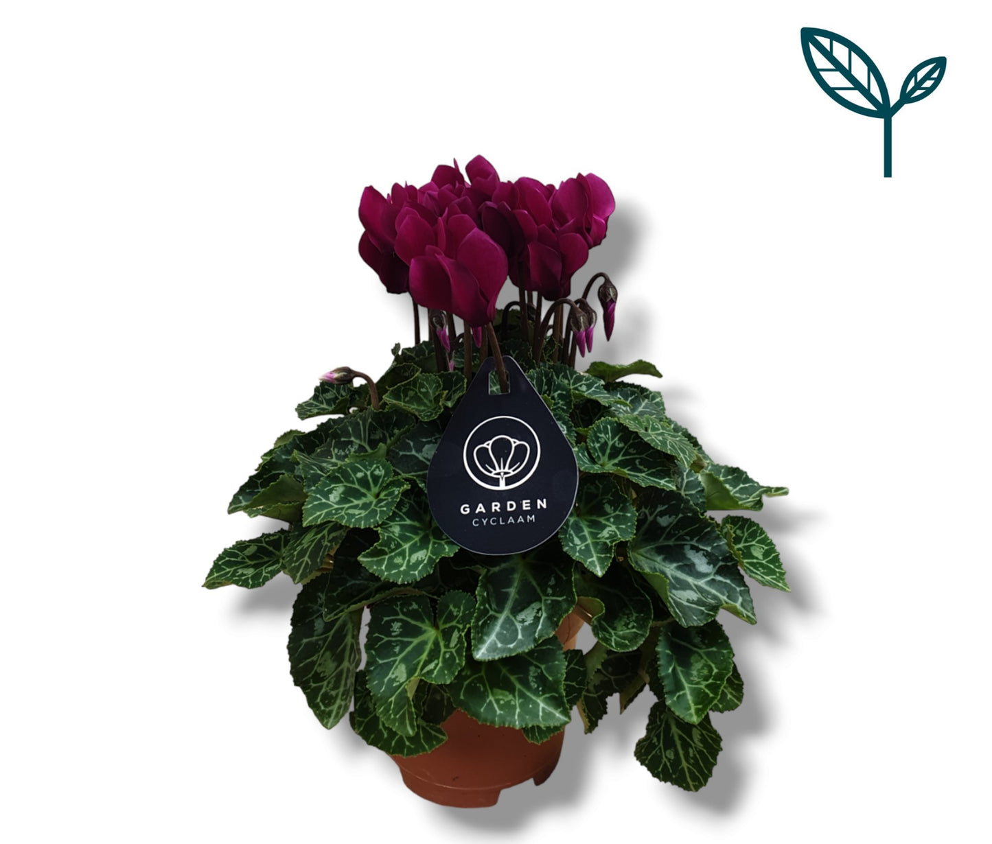 Cyclamen Garden purple 25cm 10.5cm Pot