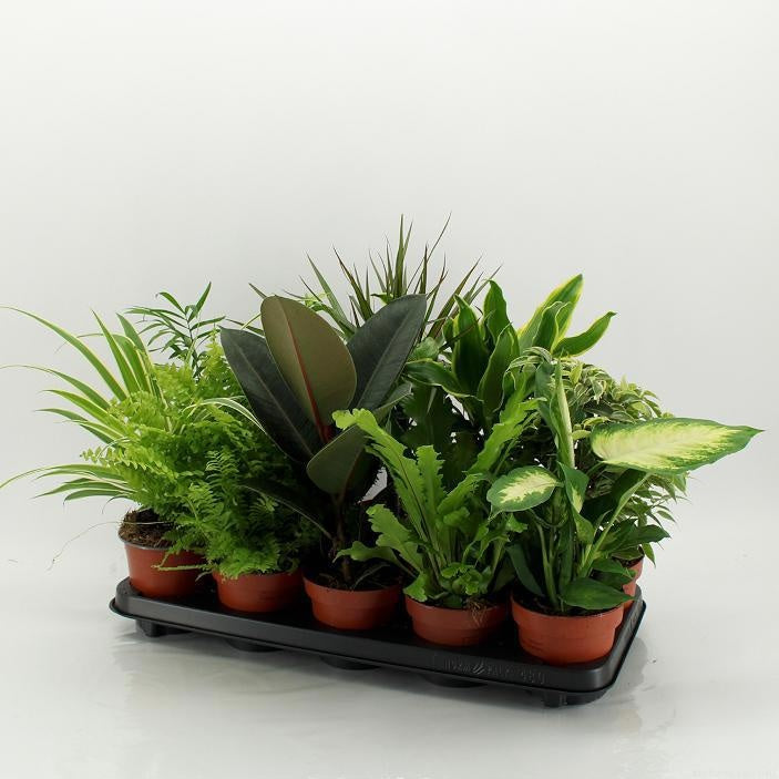 M-10 UK Mixplanten 45cm 12cm Pot