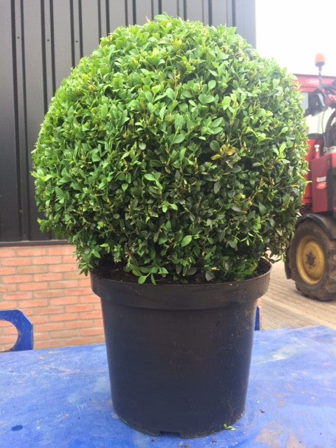 Buxus sempervirens ball 60cm 29cm Pot