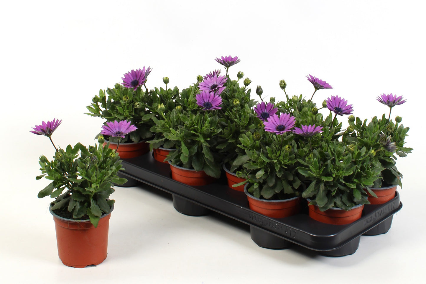 Osteospermum Flowerpower Pink 17cm 510cm Pot