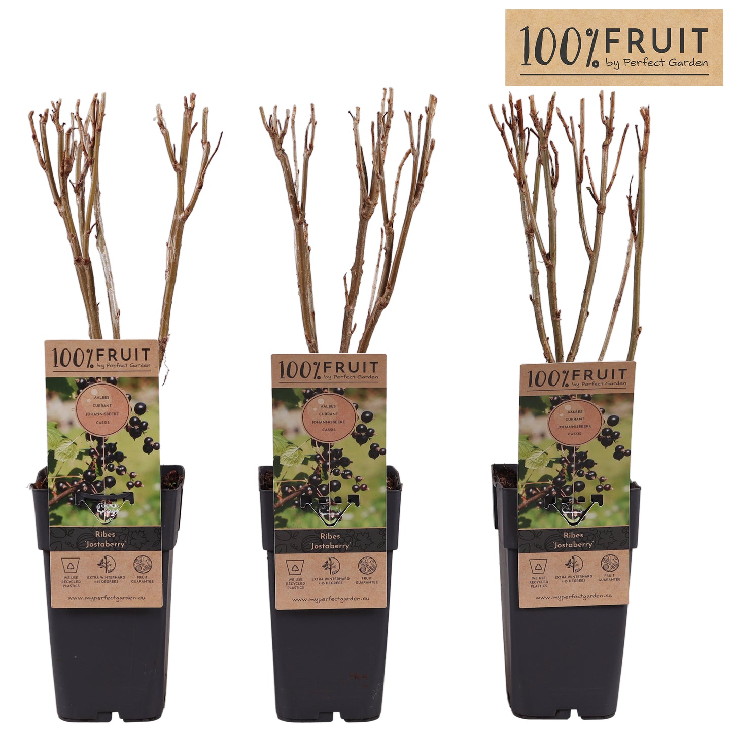 Ribes mix 65cm 15cm Pot