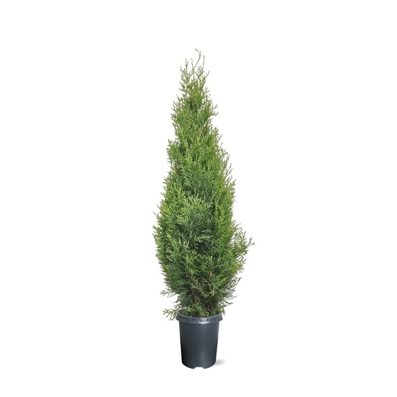 Thuja occidentalis Smaragd 90cm 21cm Pot