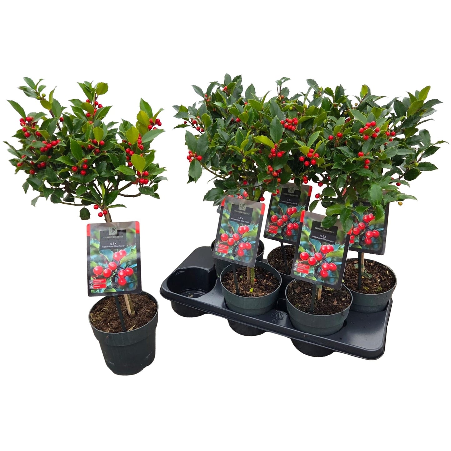 Ilex mes. Blue Maid 60cm 15cm Pot