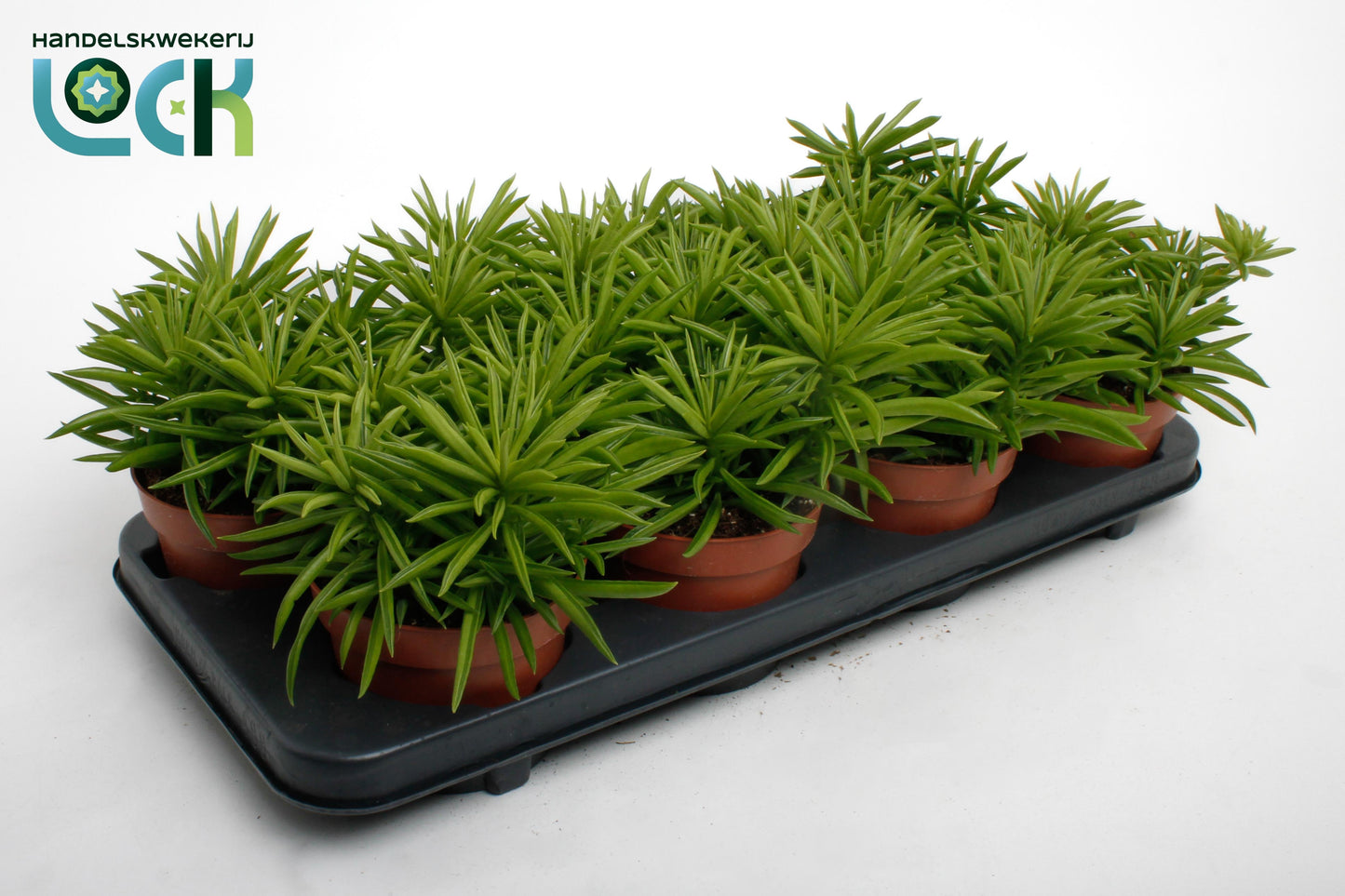Peperomia Happy Bean 15cm 12cm Pot