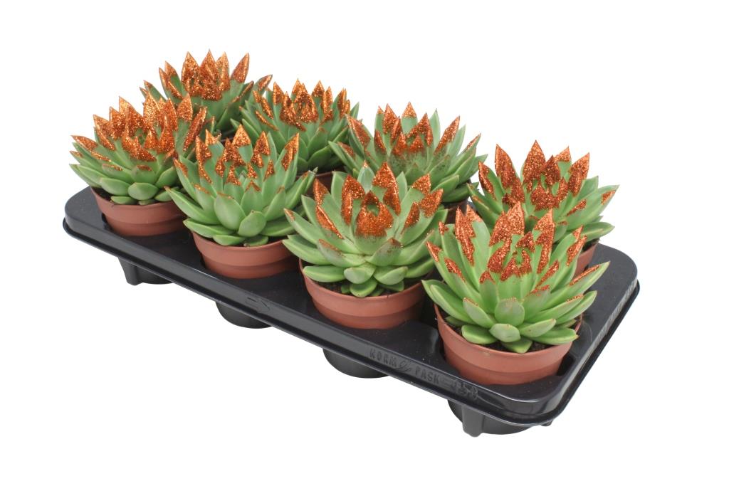 Echeveria Miranda 15cm 12cm Pot