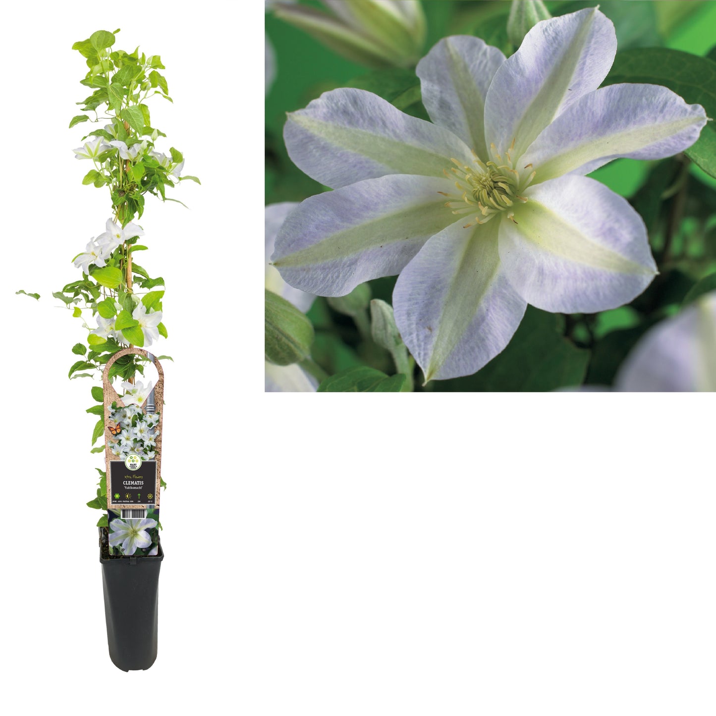 Clematis Yukikomachi 95cm 17cm Pot