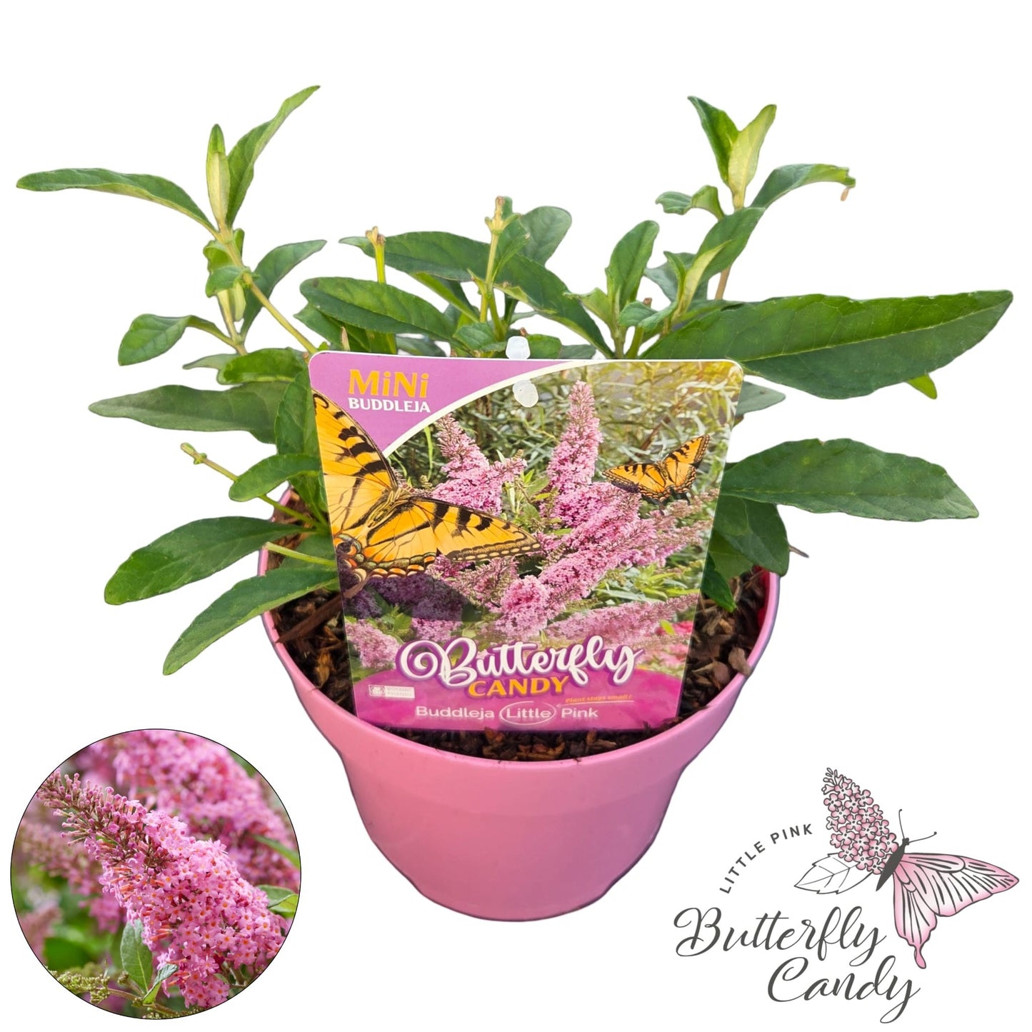 Buddleja Butterfly Candy Little Pink 40cm 19cm Pot