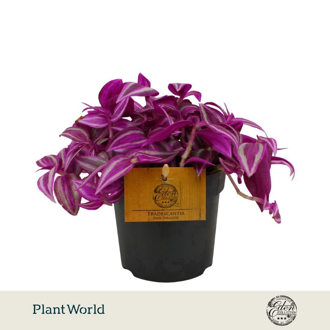 Plantworld Smit Kwekerij Tradescantia Pink Paradise Pack of 6