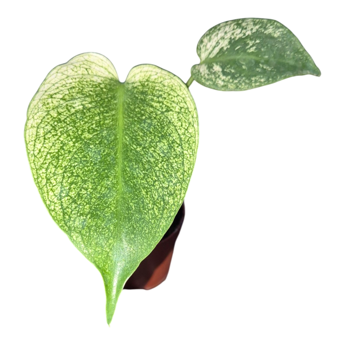 Monstera Variegated 25cm 9cm Pot