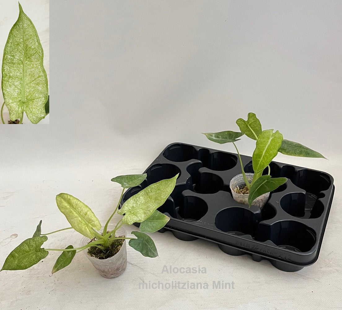 Alocasia amazonica 18cm 7cm Pot