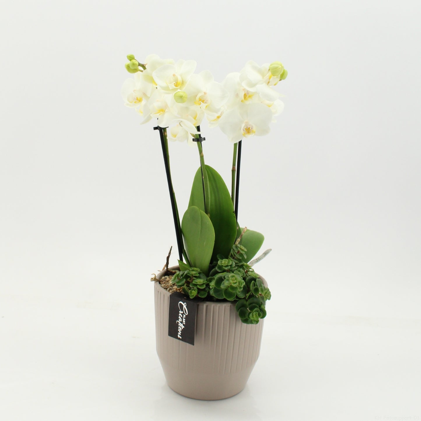 PHAL-2657W Phalaenopsis creatie 45cm 14cm Pot