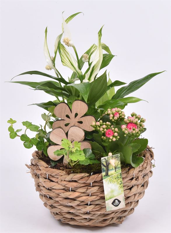 Indoor arrangement 18cm Pot