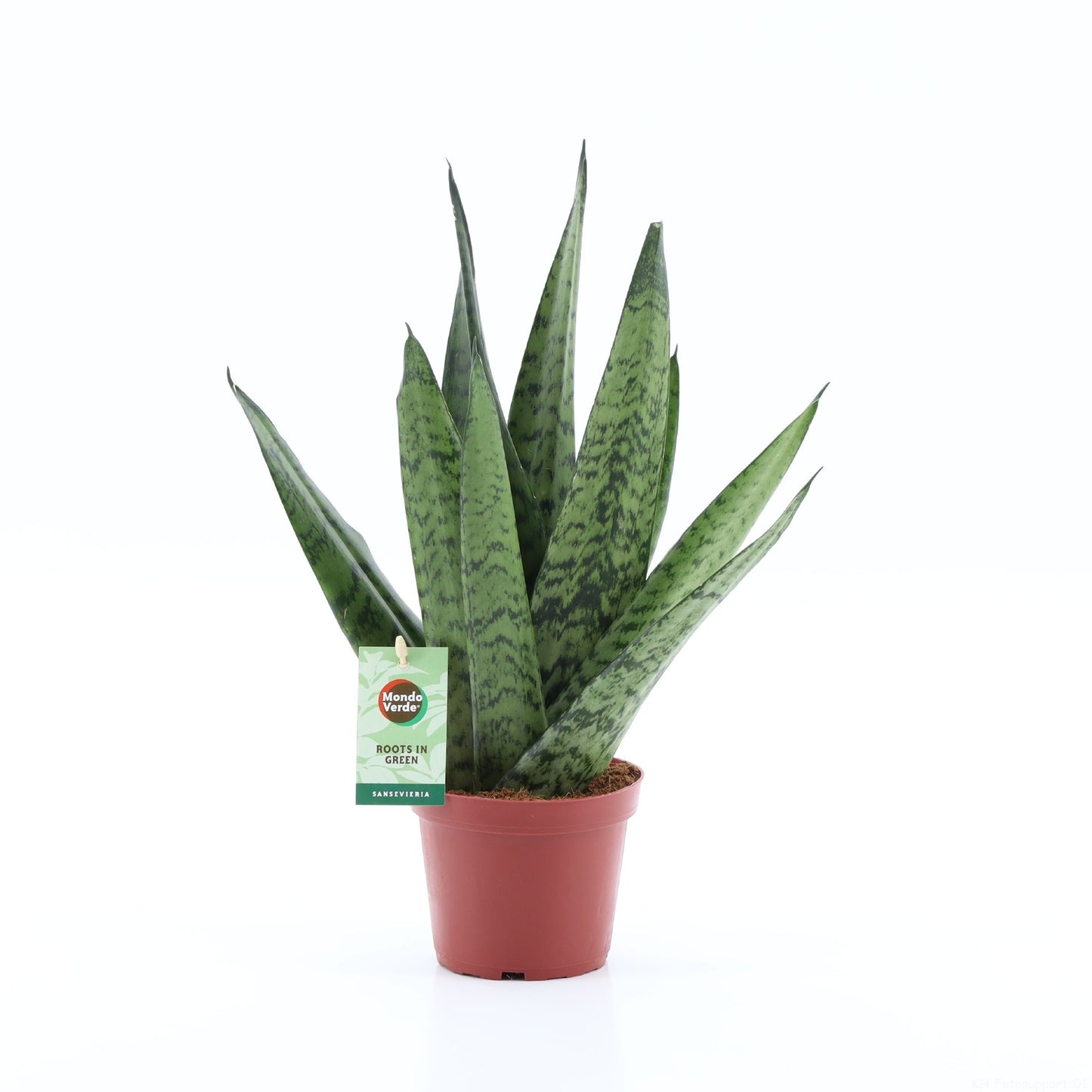 Sansevieria Zeylanica 35cm 12cm Pot