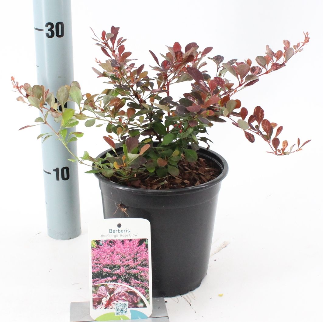 Berberis thunbergii Rose Glow 25cm 17cm Pot