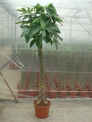 Pachira aquatica 190cm 35cm Pot