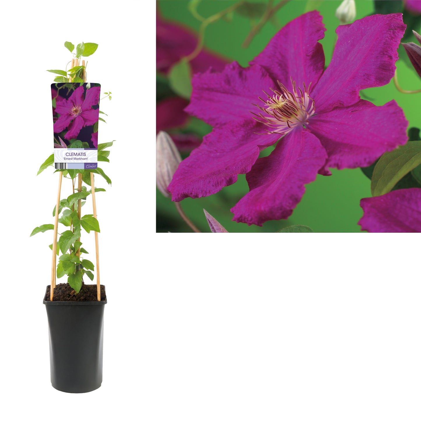 Clematis Ernest Markham 75cm 17cm Pot