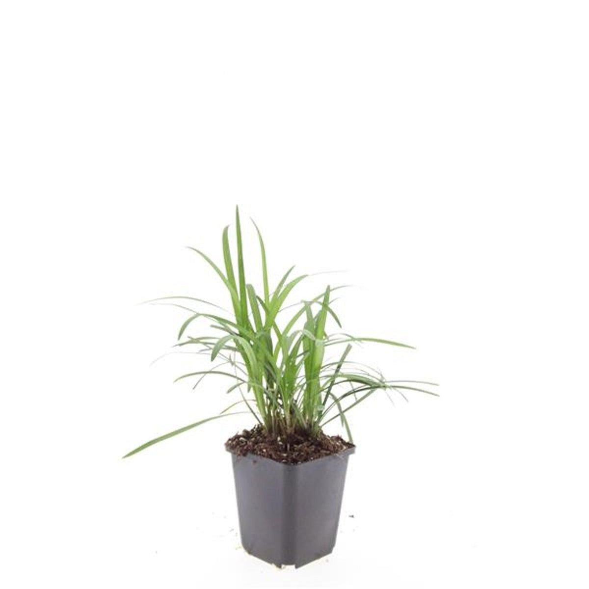 Liriope mus. Moneymaker 5cm 9cm Pot