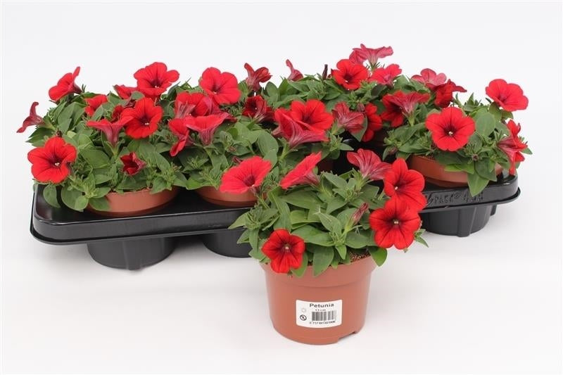 Petunia red 15cm 13cm Pot