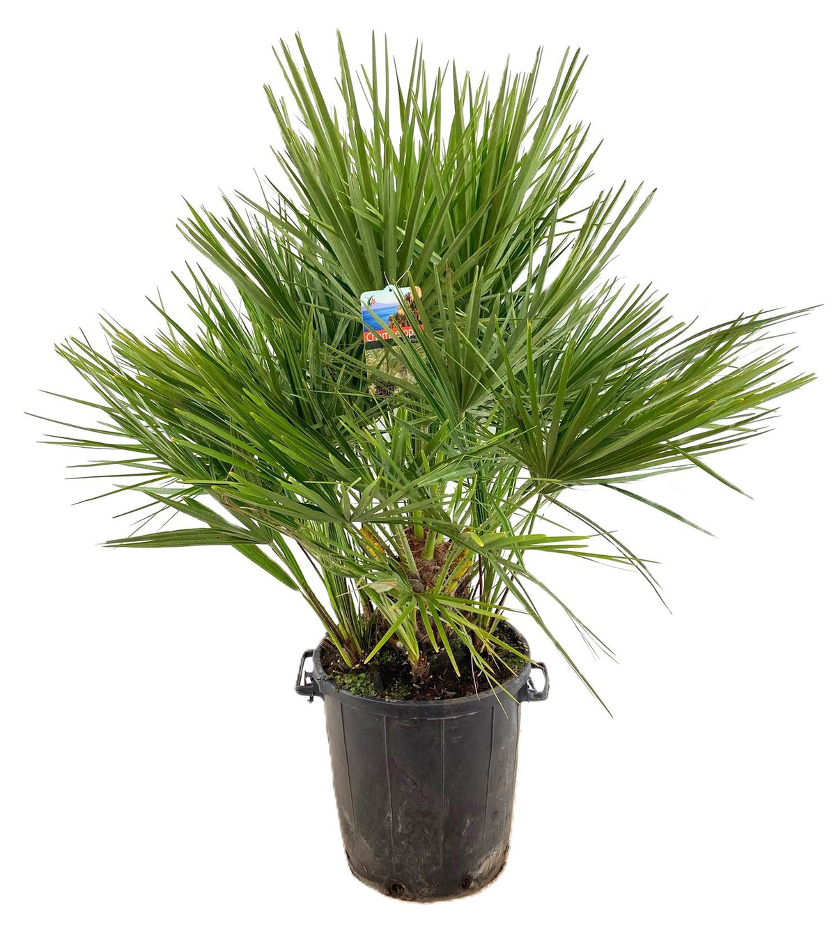 Chamaerops humilis 140cm 40cm Pot