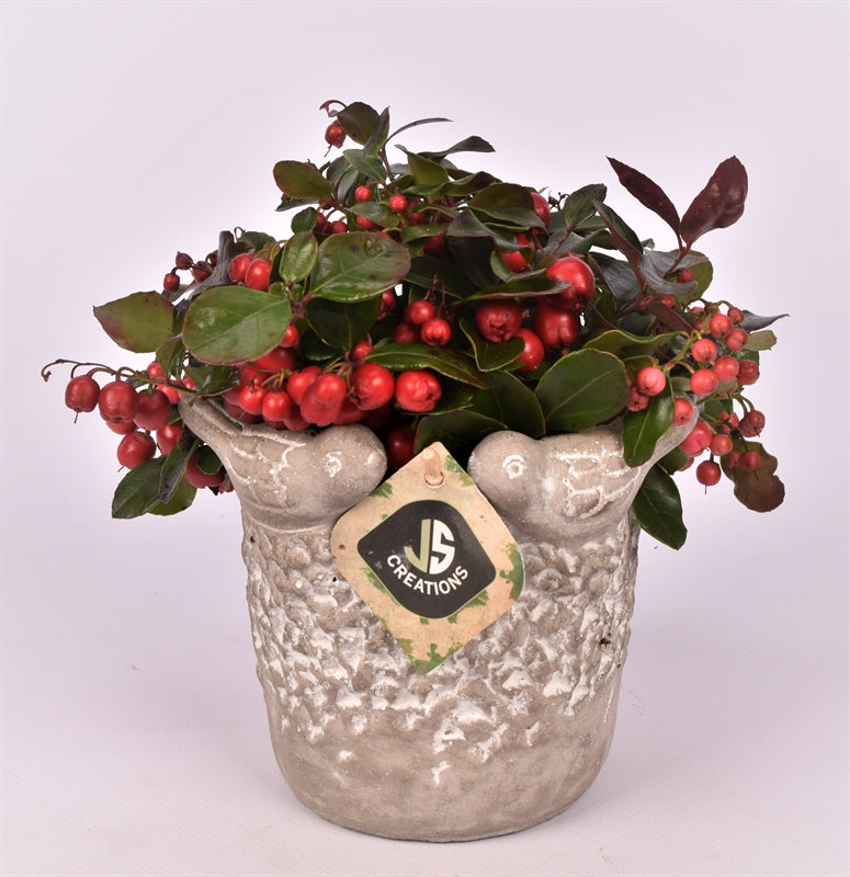 arr. Gaultheria 12cm Pot