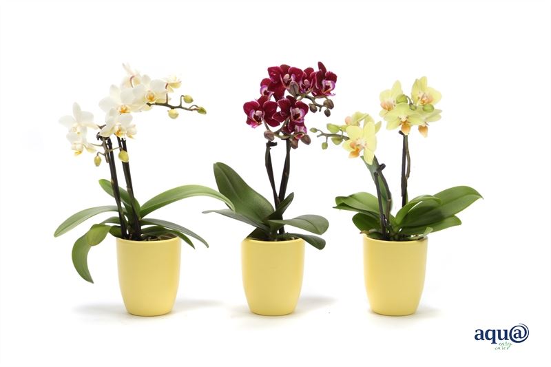 Phalaenopsis hybrid 17cm 6cm Pot