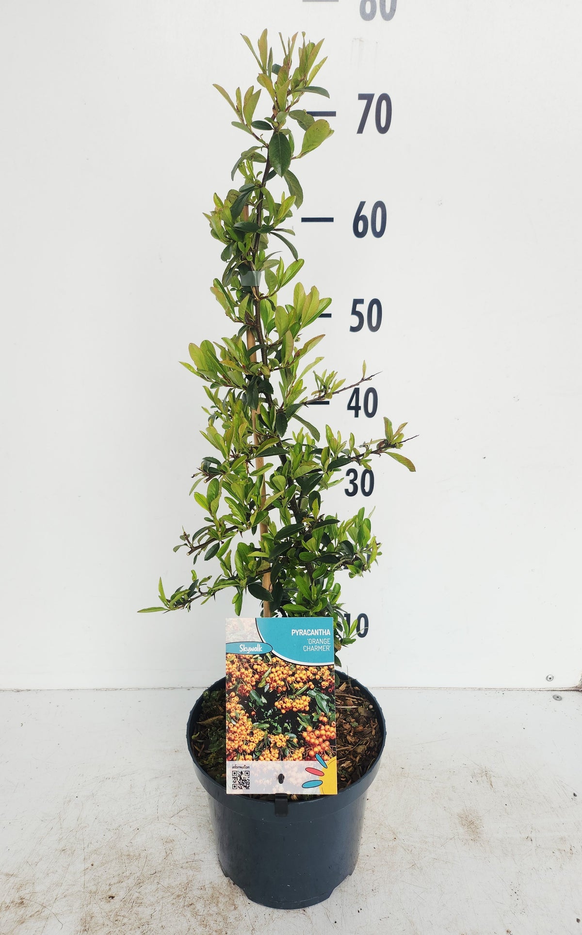 Pyracantha Orange Charmer 60cm 19cm Pot