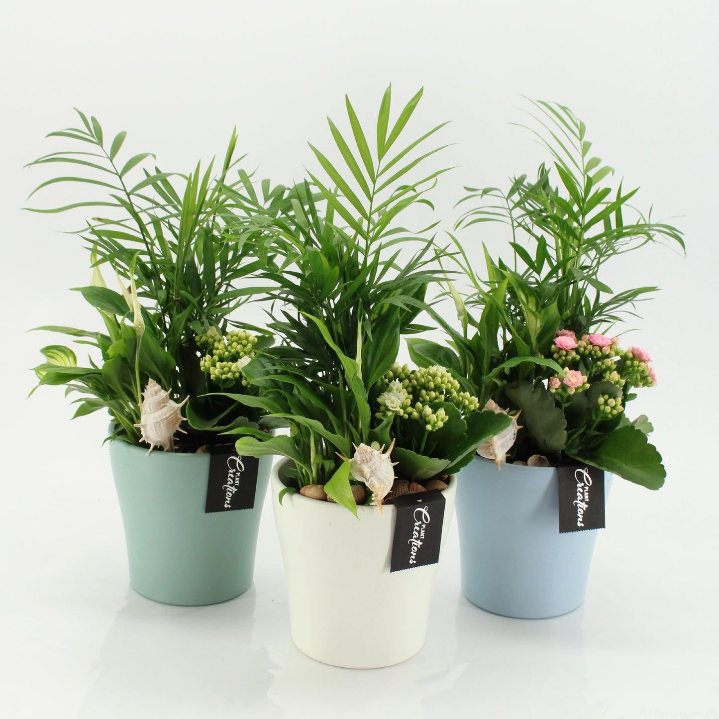 Indoor Flowering arrangement 40cm 14cm Pot