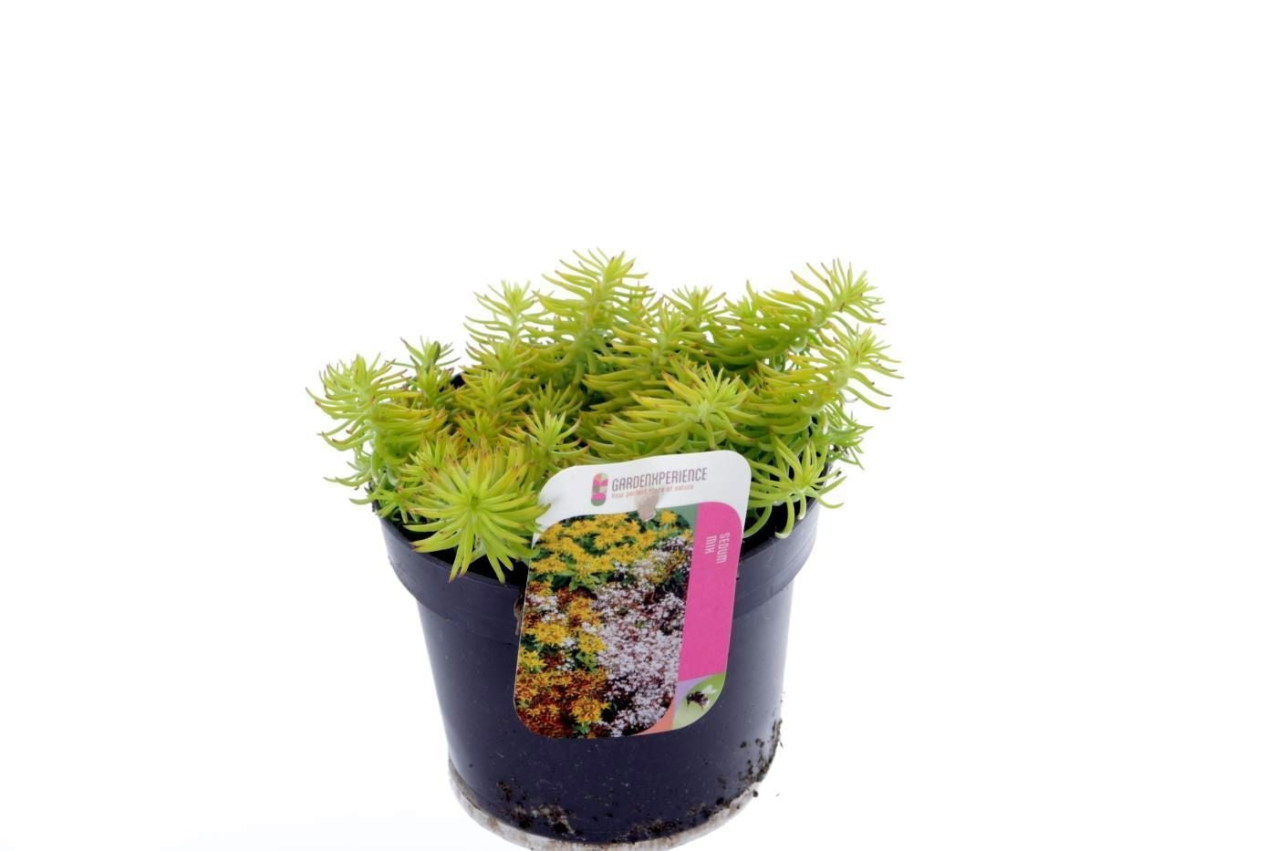 Sedum reflexum 15cm 13cm Pot