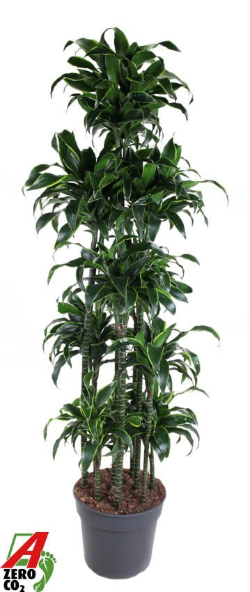 Dracaena fragrans Dorado 200cm 40cm Pot