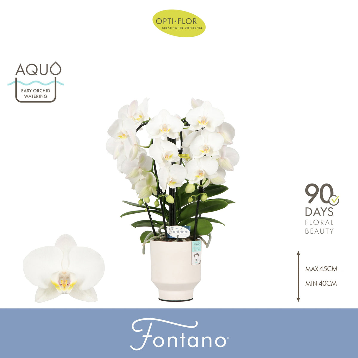 Phalaenopsis white 50cm 12cm Pot