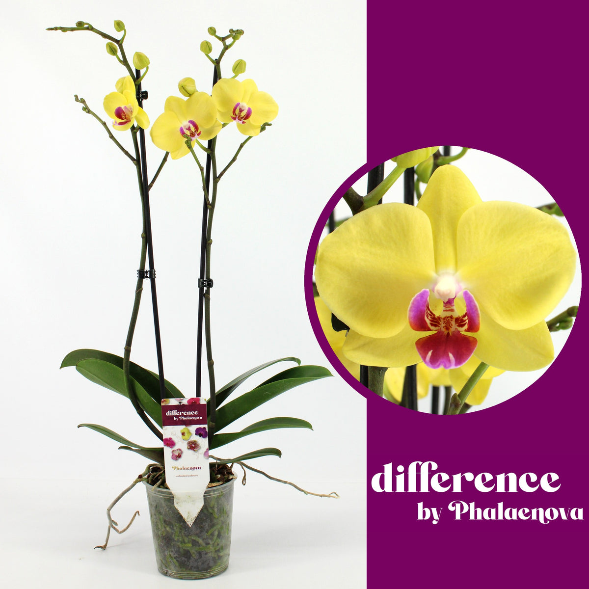 Phalaenopsis Limelight 65cm 12cm Pot