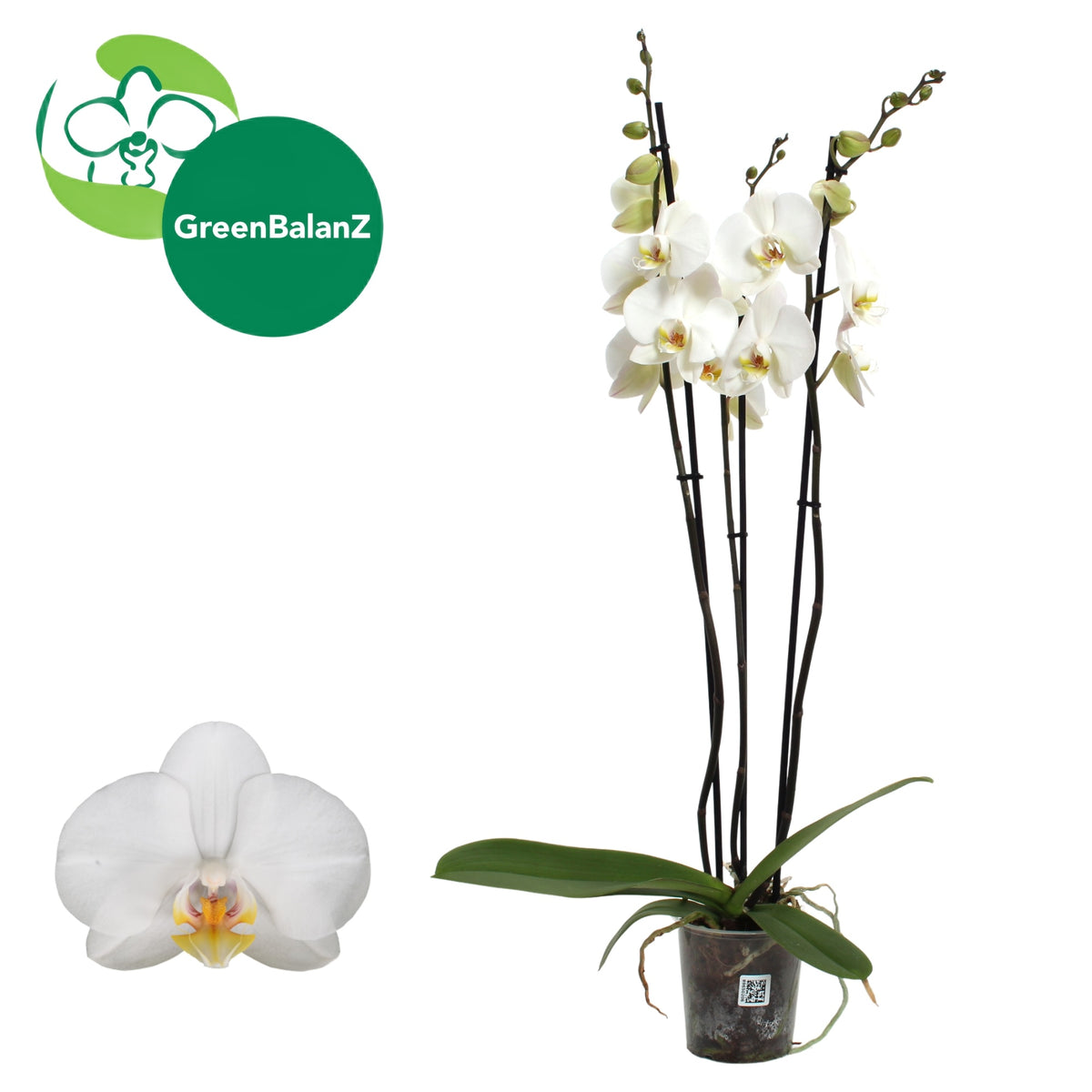 Phalaenopsis white 75cm 12cm Pot