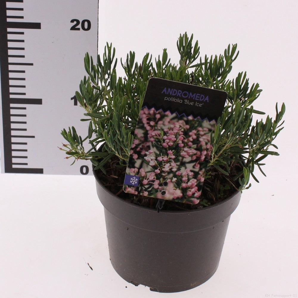 Andromeda Blue Ice 15cm 17cm Pot