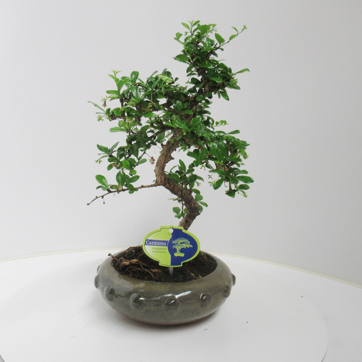 Carmona Bonsai 40cm 23cm Pot