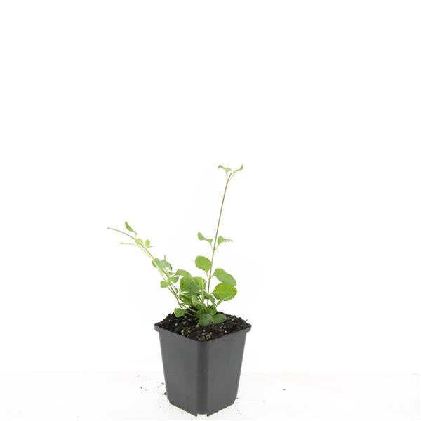 Boer, W.T.M. de Vinca major Pack of 12