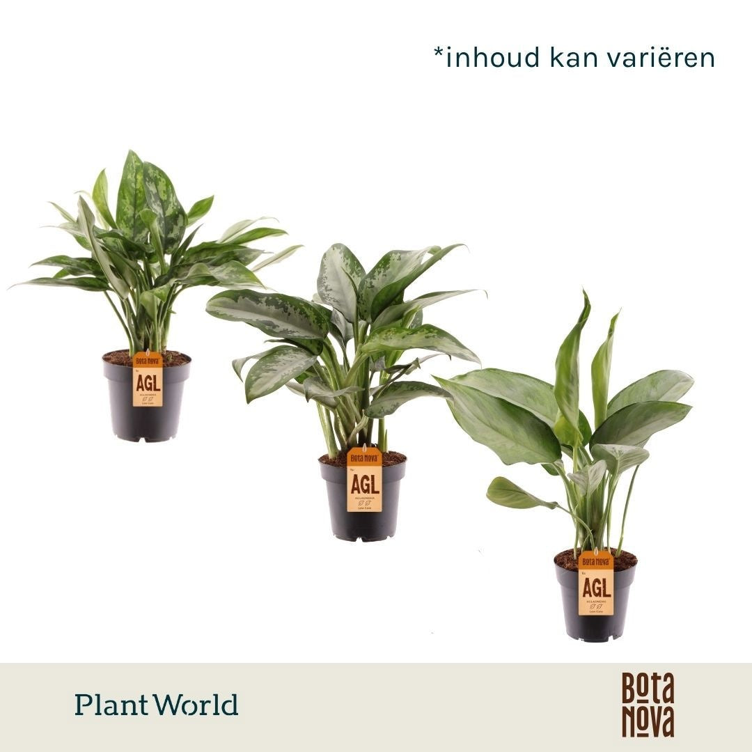 Plantworld Jogrow Aglaonema mix Pack of 10